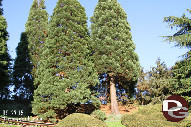 Some large trees in the area.