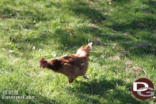 A French Chicken on the run.