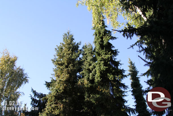 Looking up some tall trees around you.