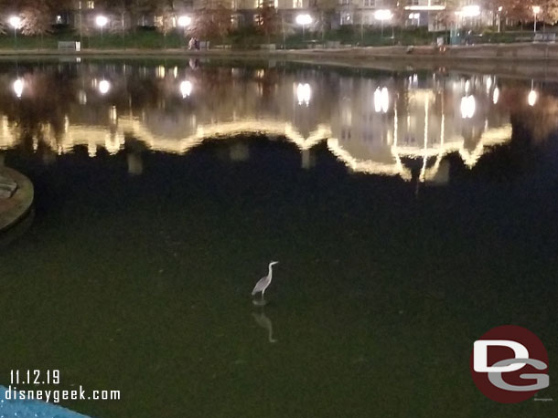 Spotted a single bird hanging out in the lake.