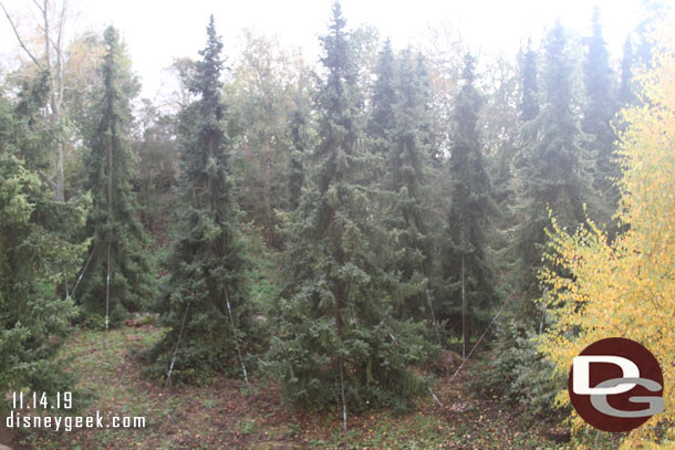 This grouping of trees were all tied down.