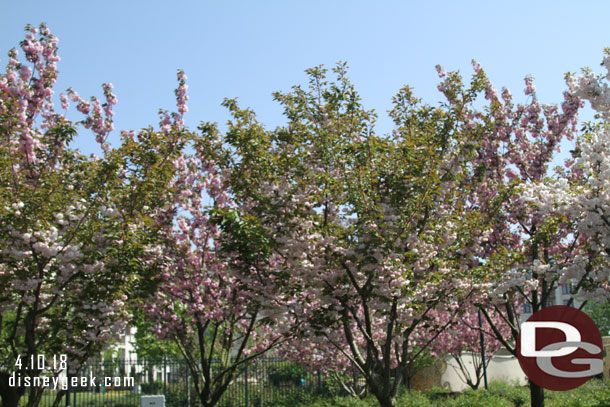 Some spring blooms in the park.