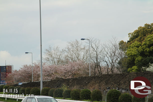 Some cherry blossoms are still visible along the road.