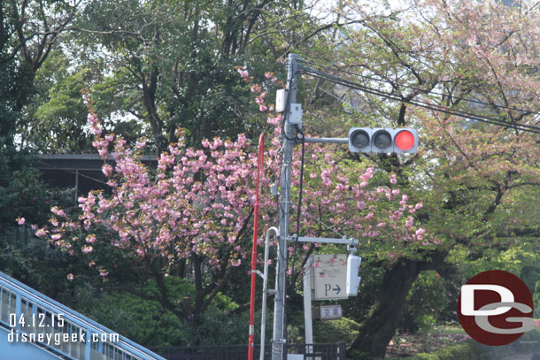 Some cherry blossoms were still in bloom along the road.