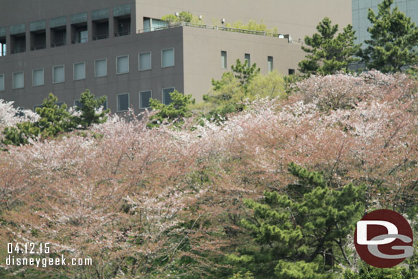 Cherry blossoms along the road