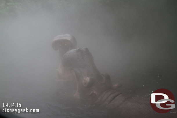 The hippos lurking in the fog.