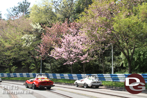 Cherry blossoms in bloom along the track.