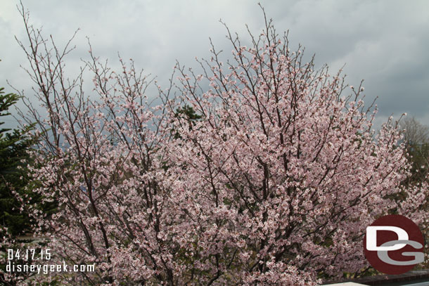 Plenty of cherry blossoms in the area.