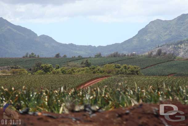 All around fields of pineapple