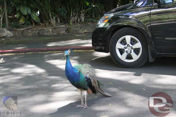 Stopped at Waimea Valley and was greeted by this bird.