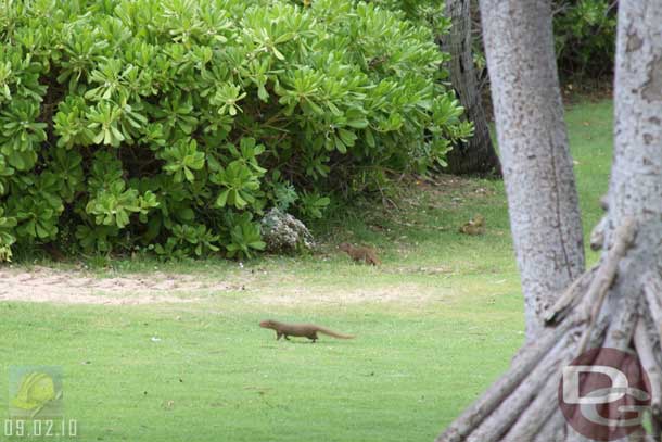 A couple of mongoose scurry by.