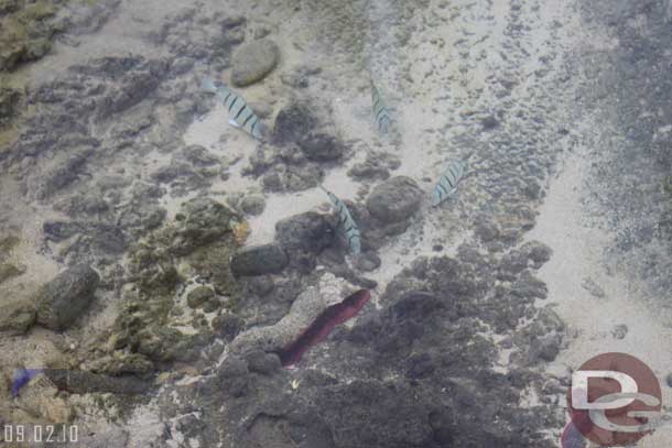 In the ponds around the resort are a quite a few colorful tropical fish.