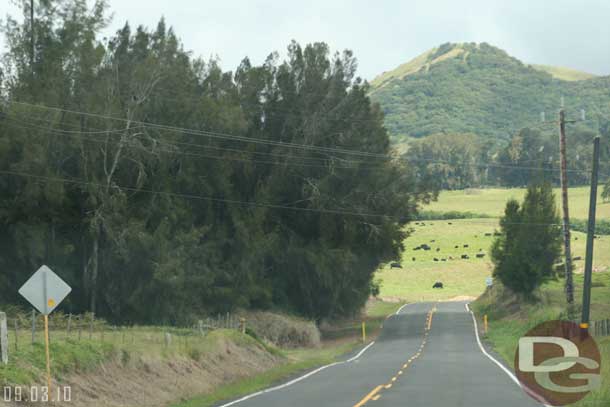 Quite a bit of cattle in this part of the island.