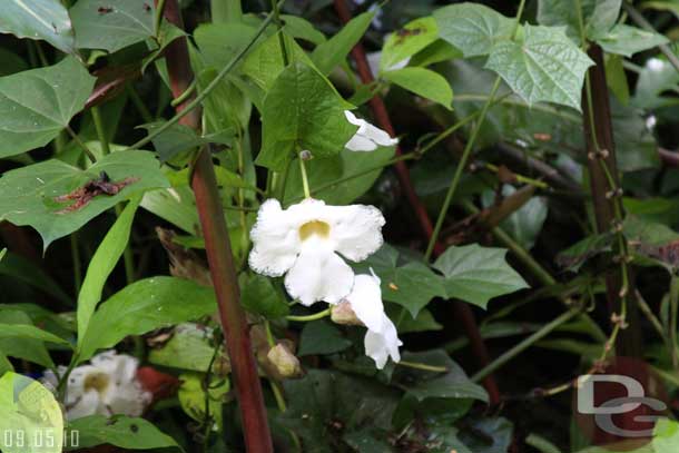 Some flowers along the way.