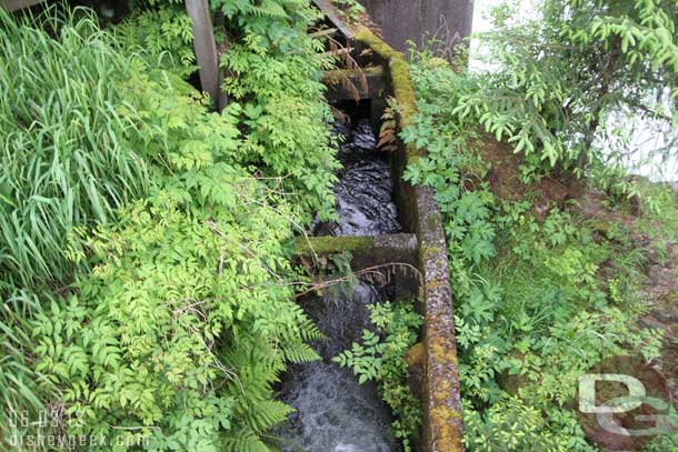 You can follow the trail up to a salmon ladder