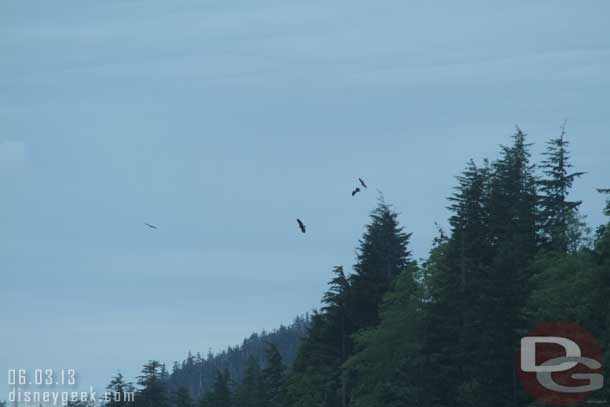 Several bald eagles and another bird circling around in the distance.  Again far away this is all the way in with a telephoto lens.