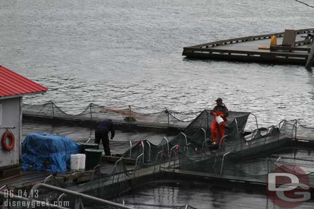 Feeding the salmon.