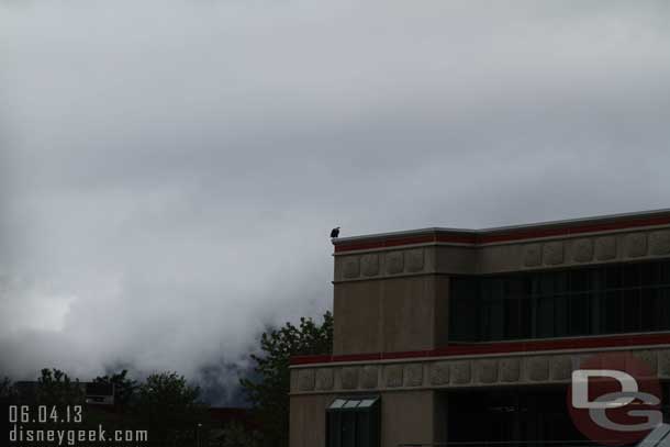 A bald eagle sat on a building near by watching over the area.
