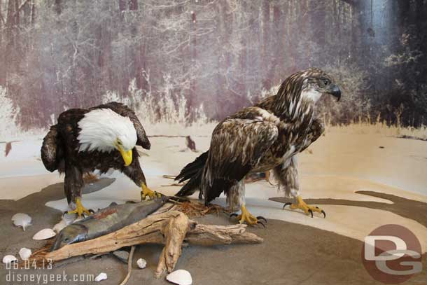 Inside there were some exhibits.  Here are two bald eagles.