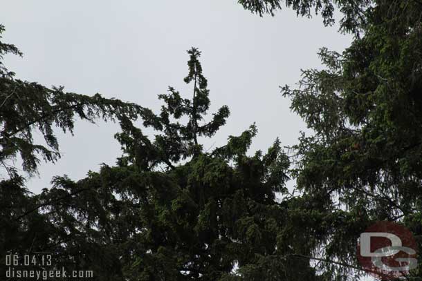 In this tree was a bald eagle nest.  Kind of hard to make out.. but it is about the center of the picture.