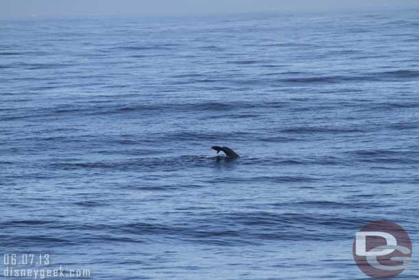 A whales tail.