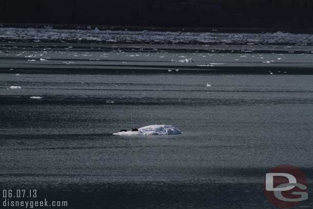 More seals out in the distance.