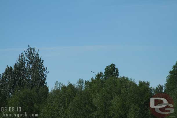 An eagle soaring nearby.