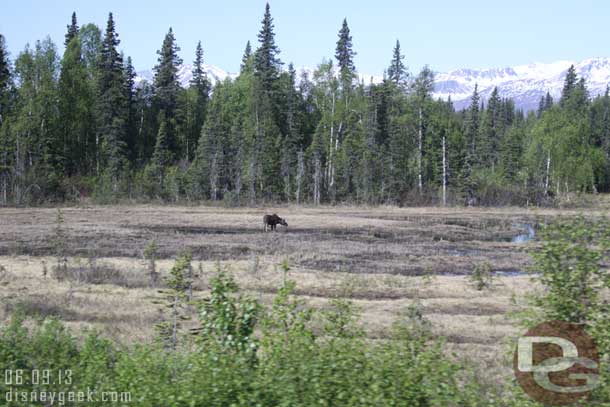 A great picture of the moose standing out there.  Thanks to one of the retired geeks who I gave my backup SLR camera and was seated on the drivers side of the bus.