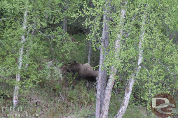 I stepped outside to wait for the others and got to see a moose in the trees nearby the building (probably a couple hundred yards away. this is only zoomed in to 135mm)