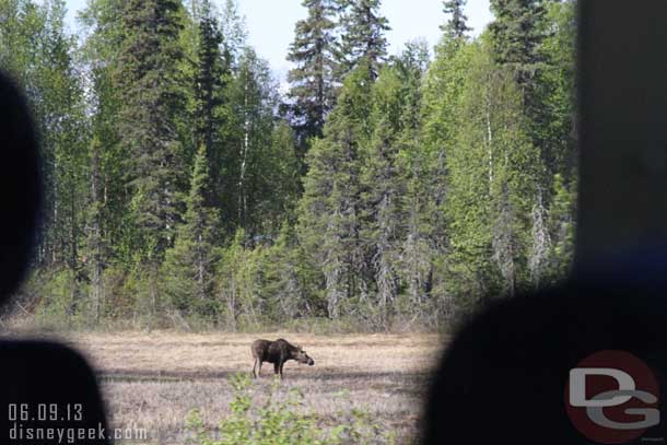 A moose out in a field as we passed by.