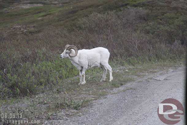 A decent shot of a ram.