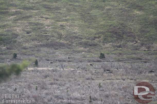 Off to the right our first animal sighting of the trip, some caribou.