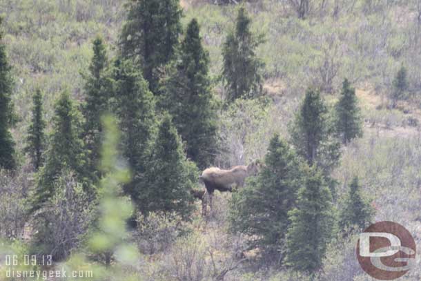 Off to the left a moose and her calf.