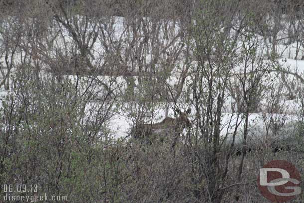We spotted a moose and calf running down the creek.