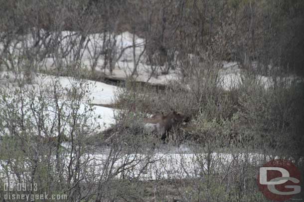 At the next rest area the driver talked to some other drivers and seems there were to calves originally and the bus before us saw a grizzly bear take down one a little further upstream and we caught the tail end where the remaining two were running for safety.