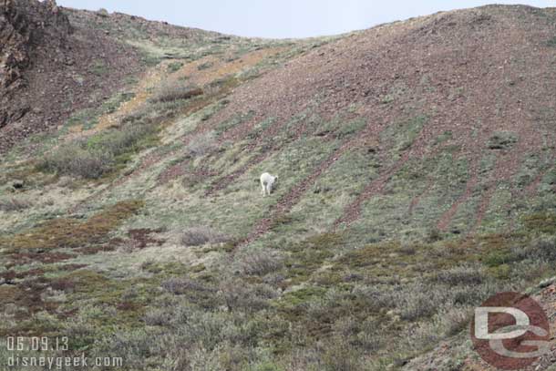 Dall Sheep on the hills nearby.