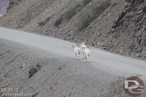 The sheep decided to walk on the road and it was too narrow to pass them.