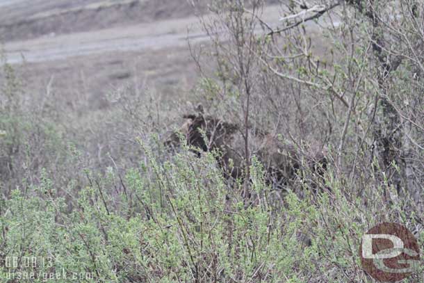Came upon another moose.