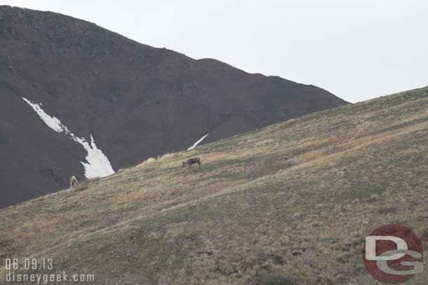 Passing by the caribou again.