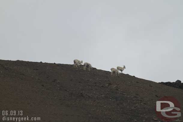 Doll Sheep on the rocks above us.