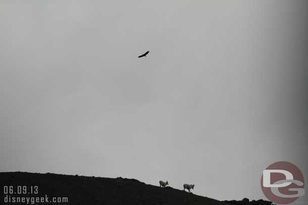 An eagle circling overhead.  The driver said it was looking for a young lamb to go after.