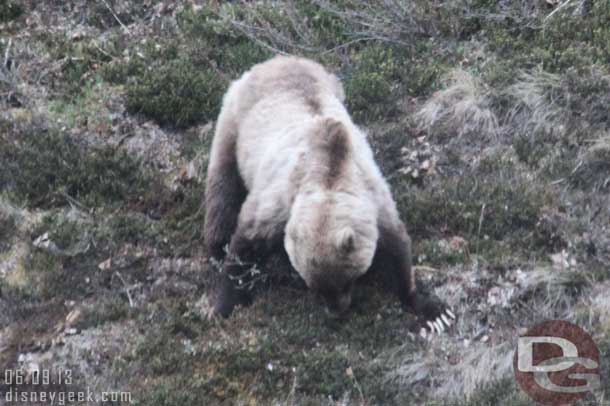 A Grizzly Bear in Denali National Park