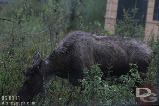 A moose along the road near the visitor center.  This one is collared for tracking and the driver said always hangs around the area..