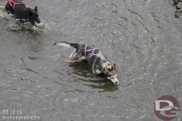 After their run the dogs ran for the river to cool down.