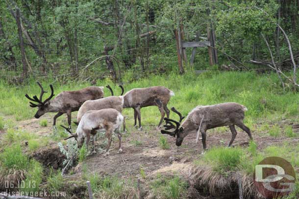 A herd of reindeer out near the river