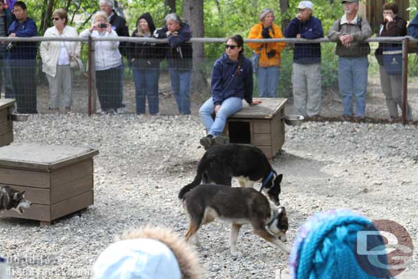 Several of the sled dogs and their trainers were on hand to see and ask questions of.