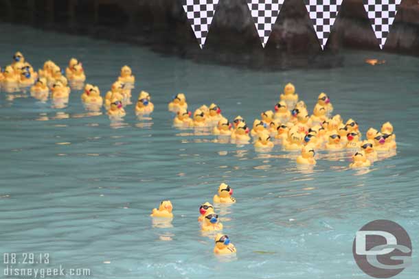 The ducks ended up making a little over one lap around.  Here they are passing by the finish line the first time.