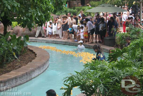 Guests lined up watch, photopass photographers snapping away, and other CMs trying to keep the ducks on course and out of the filters.