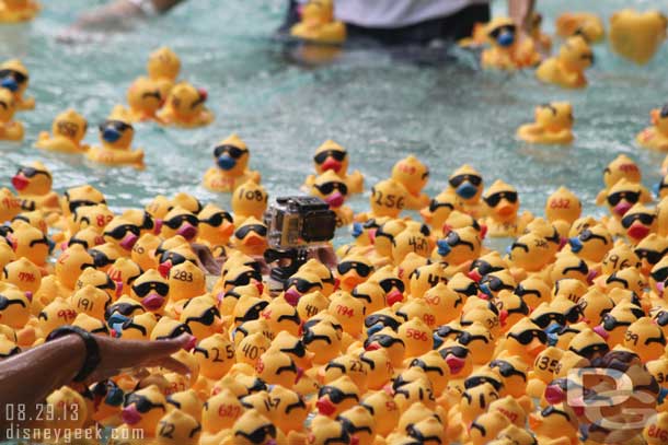 All the ducks gathering around the camera..