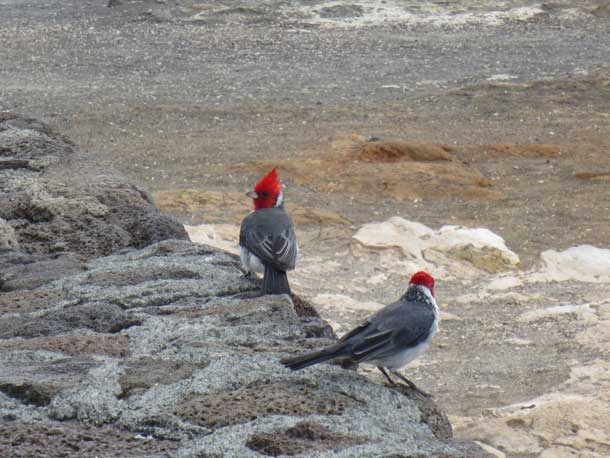 A couple of birds hanging out at the lookout